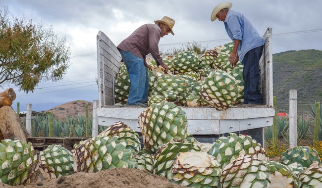 Creció 1.6% valor producción agrícola, pecuaria y pesquera de México en 2023