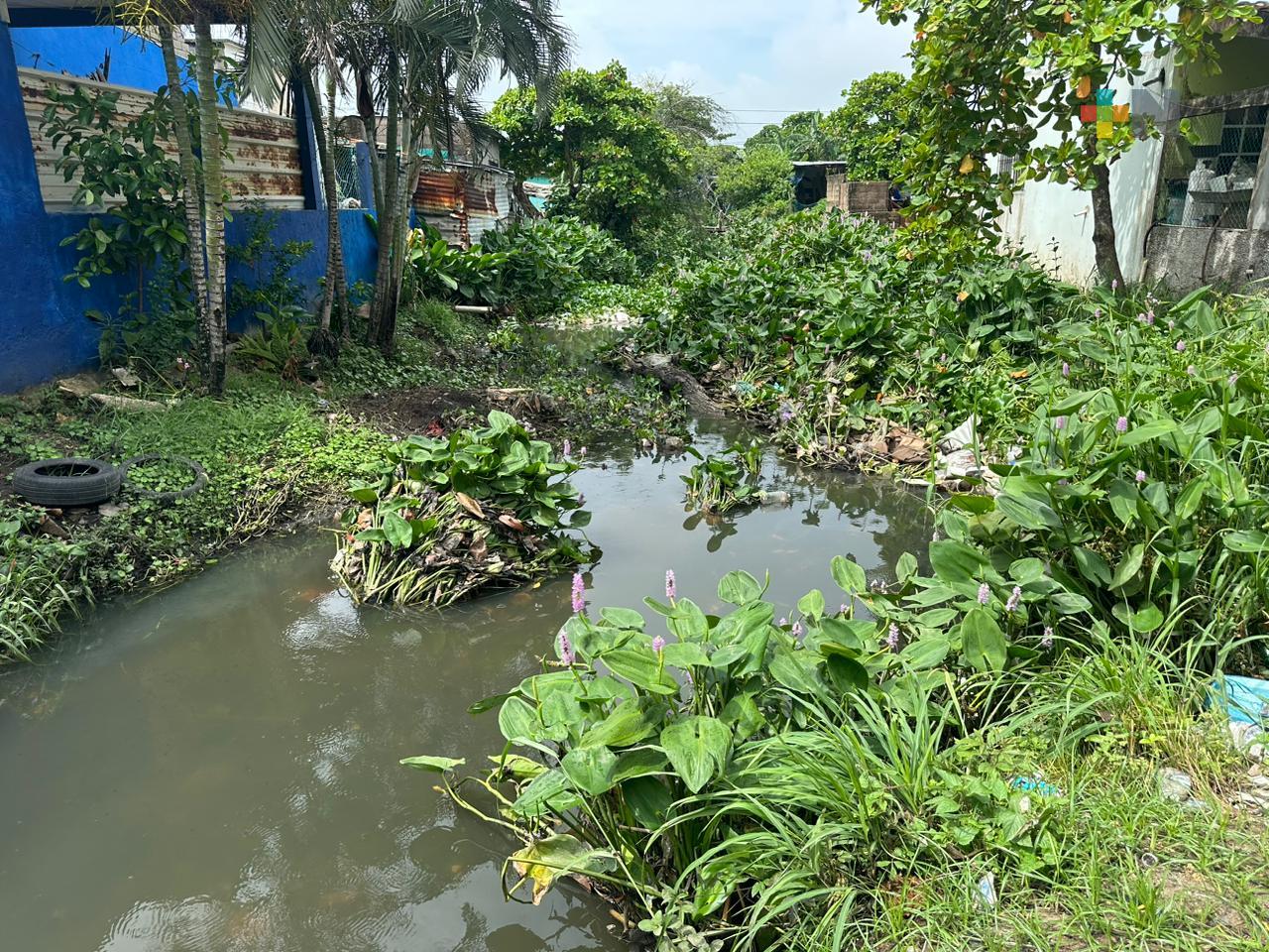 Canal de aguas negras de Coatza aloja a dos cocodrilos con riesgo para vecinos