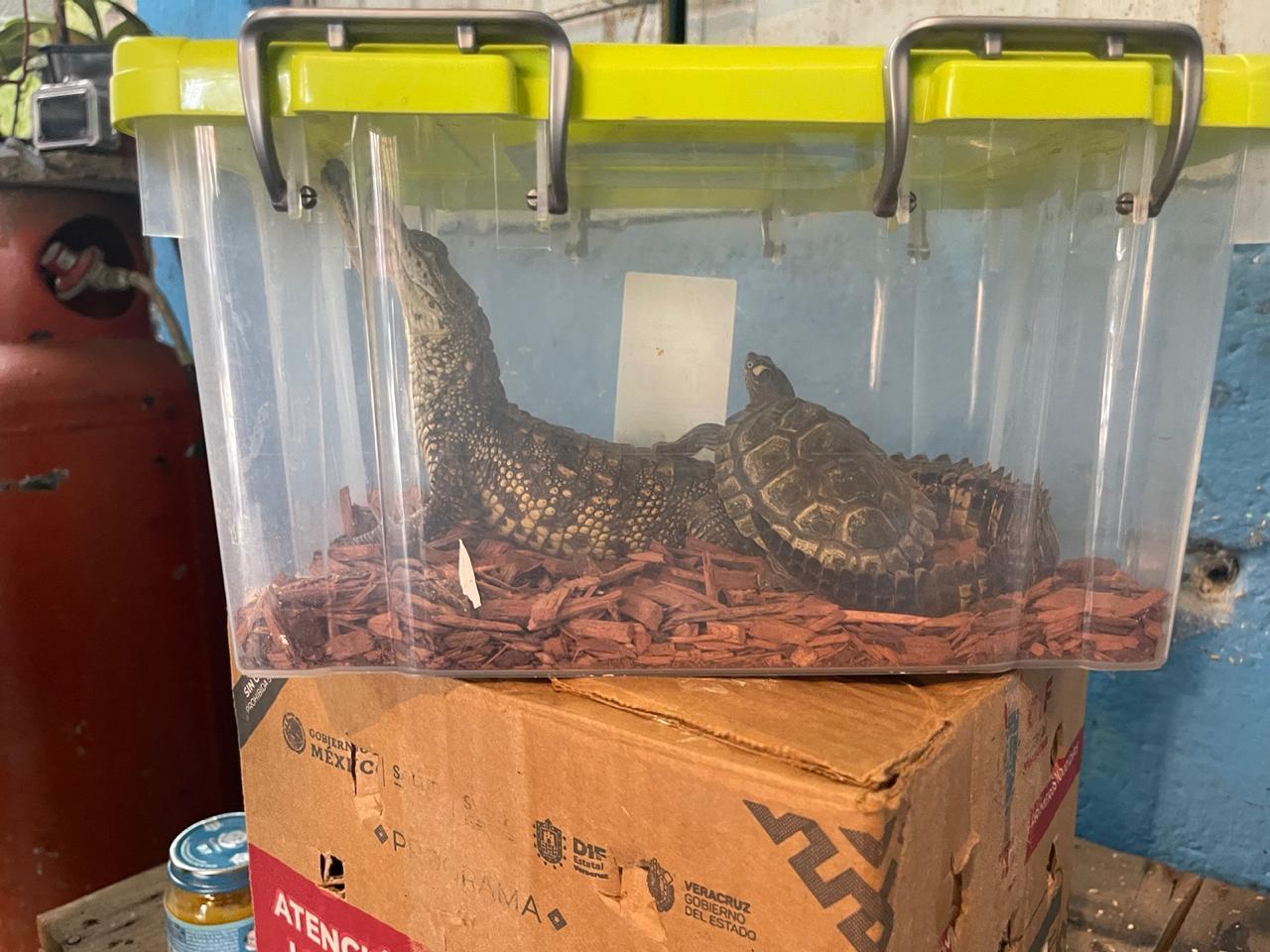 En cateo, FGR detiene a una persona y asegura animales exóticos