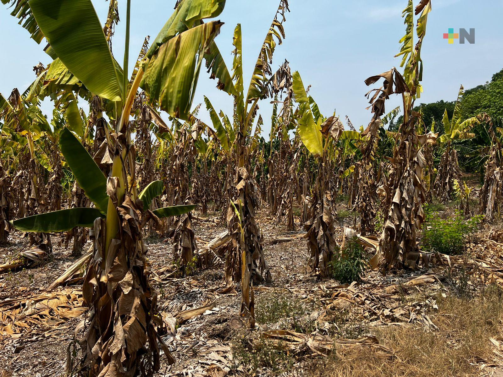 Disminuye el número de municipios veracruzanos con sequía severa