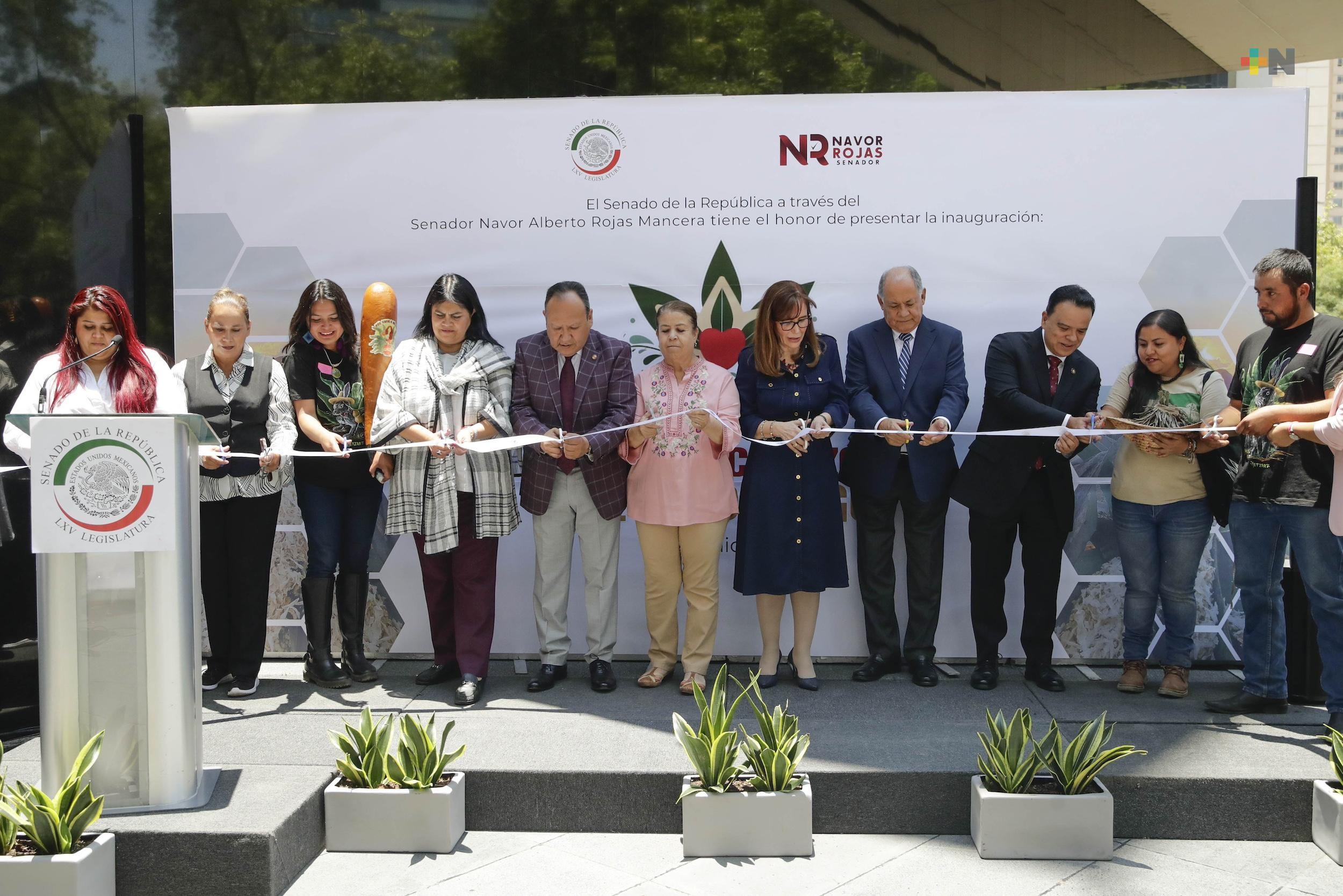 Destacan en el Senado beneficios derivados del maguey