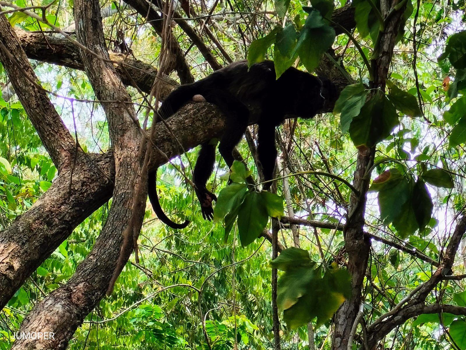 Biólogos buscan concientizar sobre la protección del hábitat de los monos aulladores