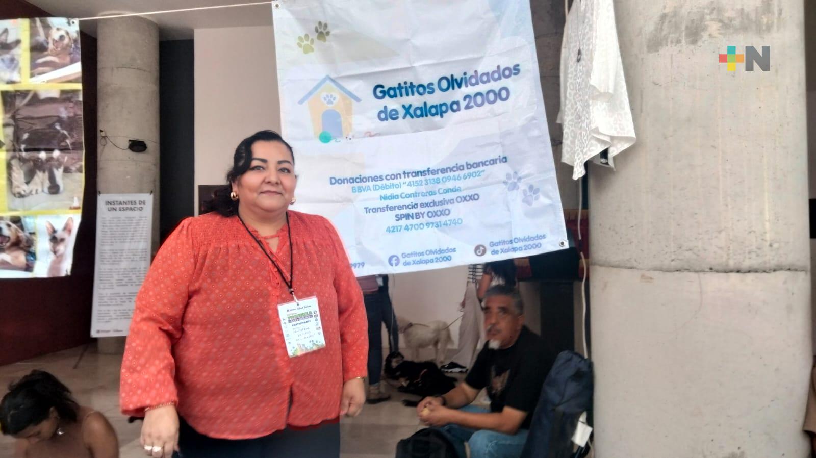 Rescatan hasta cuatro gatos diariamente en Xalapa 2000 