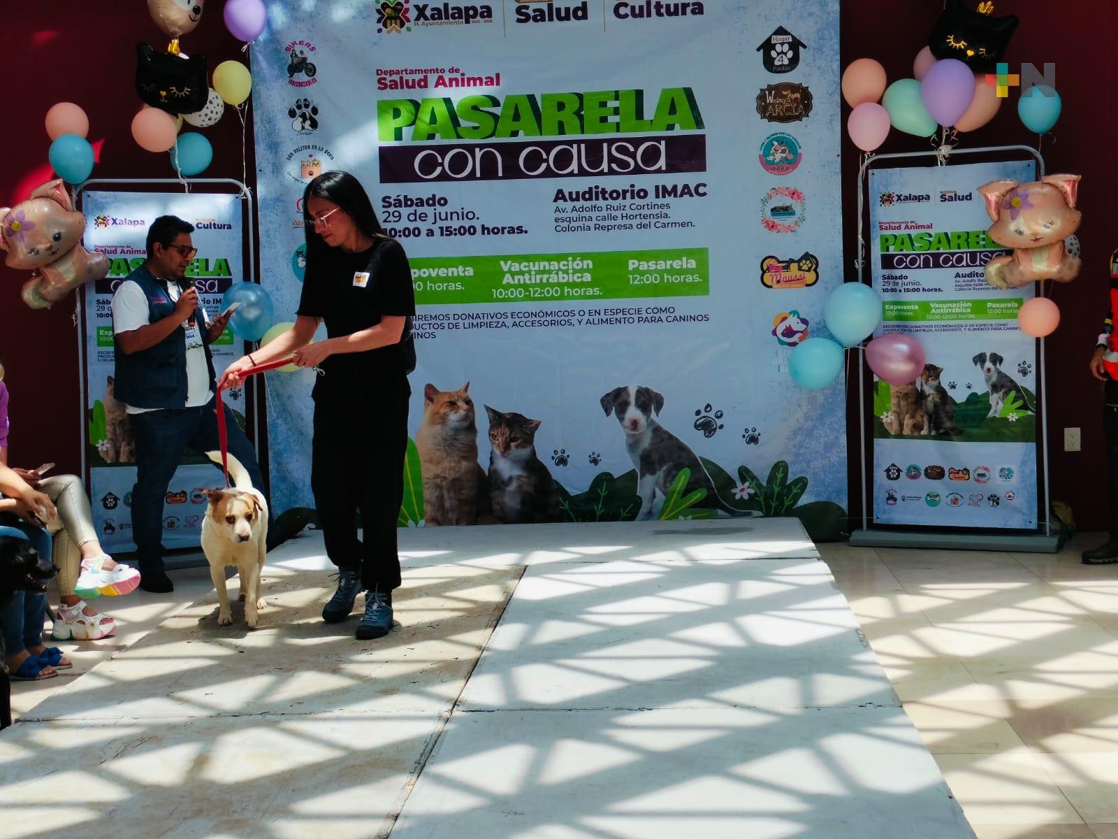 Realizaron pasarelas de adopción de perros y gatos en IMAC