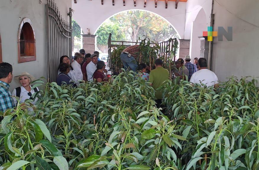 Sedarpa entregará siete mil plantas de aguacate a productores de la región de Zongolica