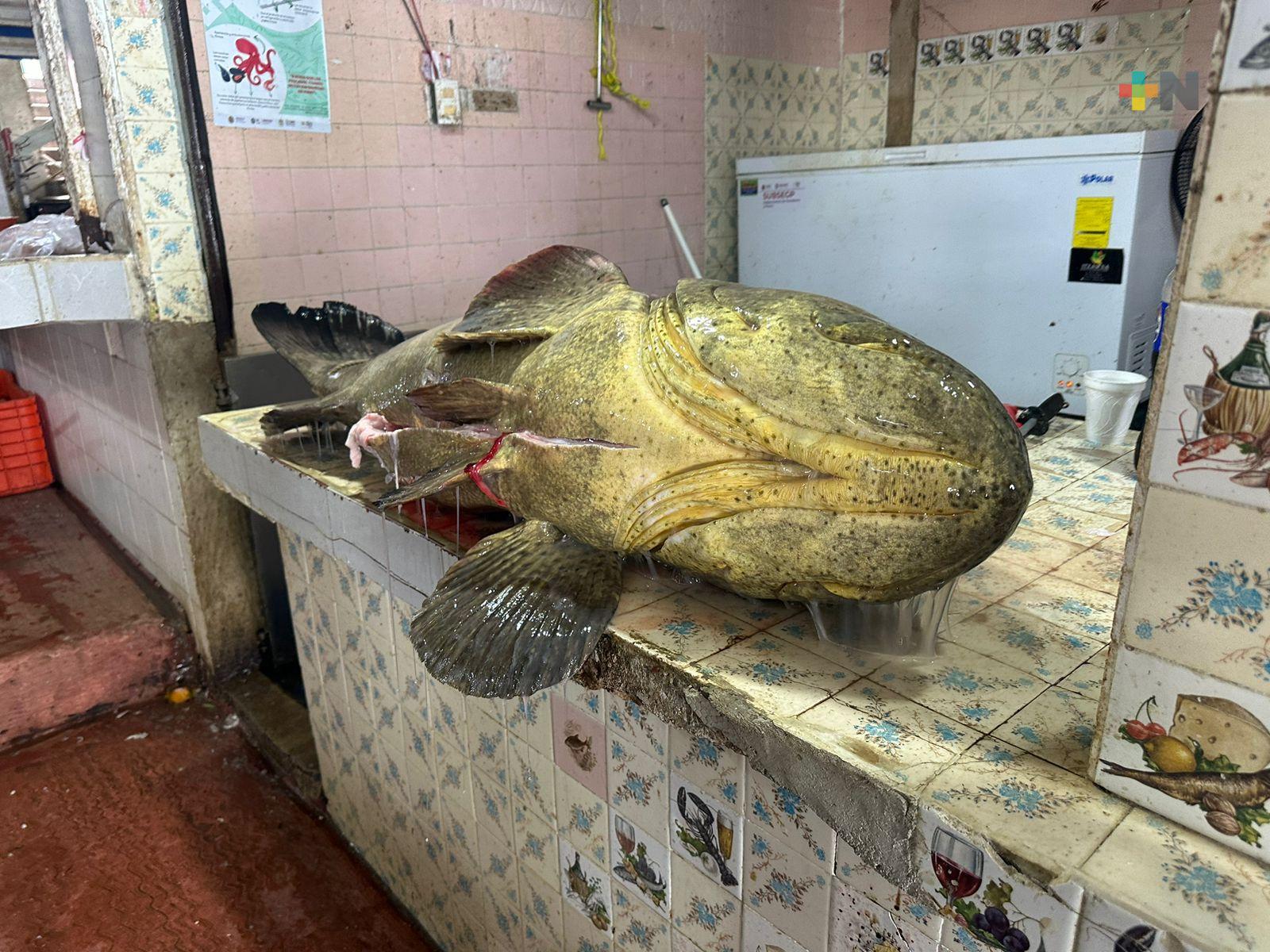 Pescan en Coatza un pez cherna de 75 kilos; se convierte en comida gourmet