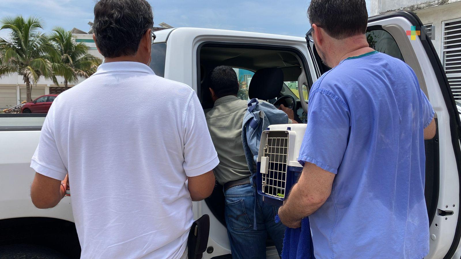 Trasladan a CdMx las cuatro crías de mono saraguato rescatadas del golpe de calor