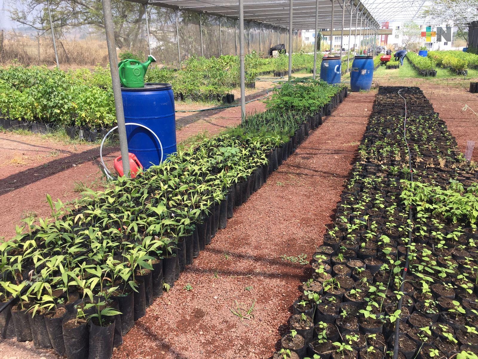 En Emiliano Zapata, Día Mundial del Medio Ambiente se celebrará con trabajo en vivero