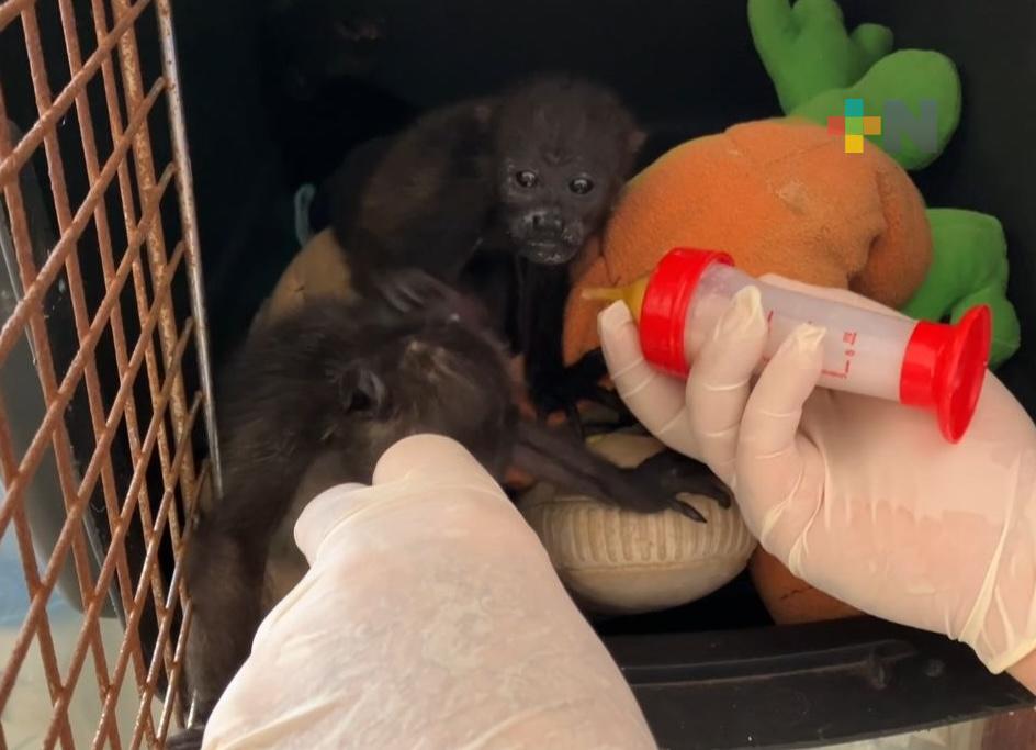 Rescatan a tres monitos saraguatos en la zona sur