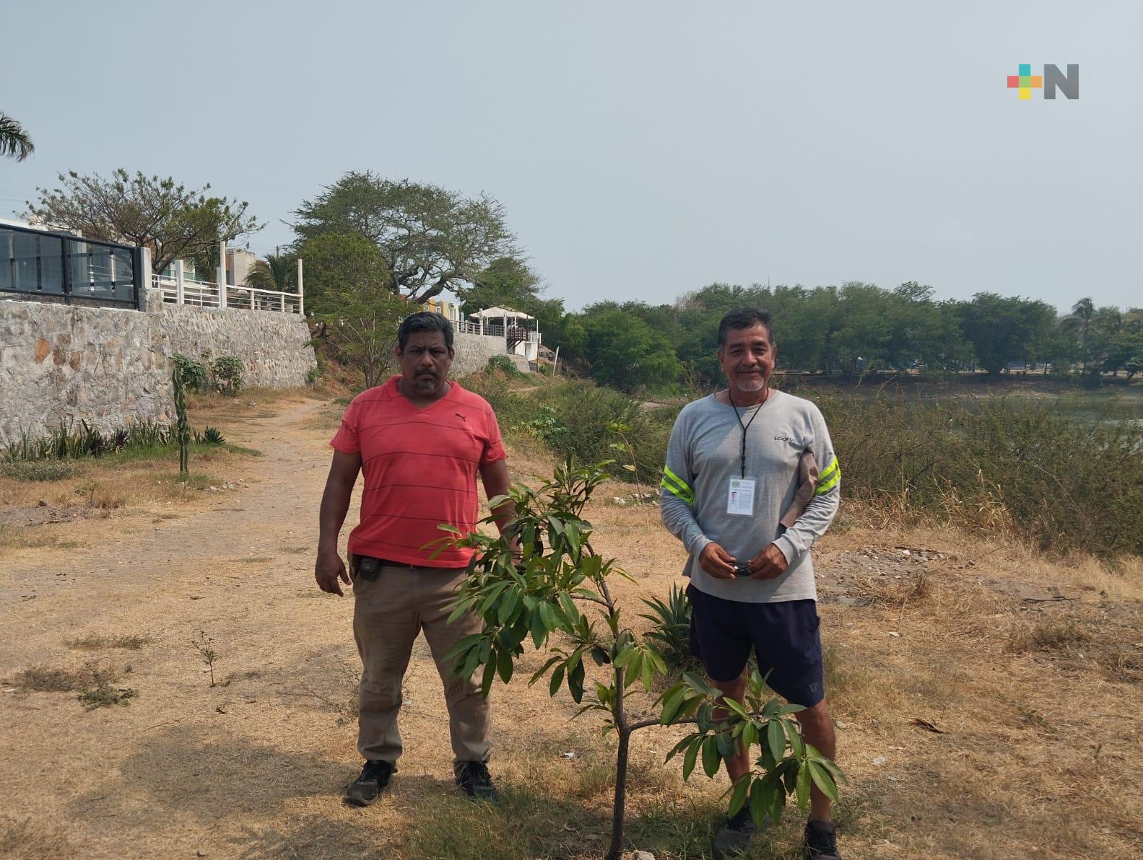 Continúa la reforestación en lagunas El Ensueño y El Encanto de Veracruz