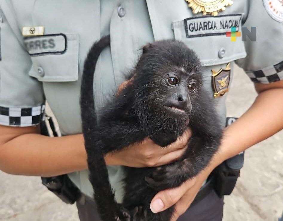 Semarnat refrenda su compromiso con la conservación del mono saraguato