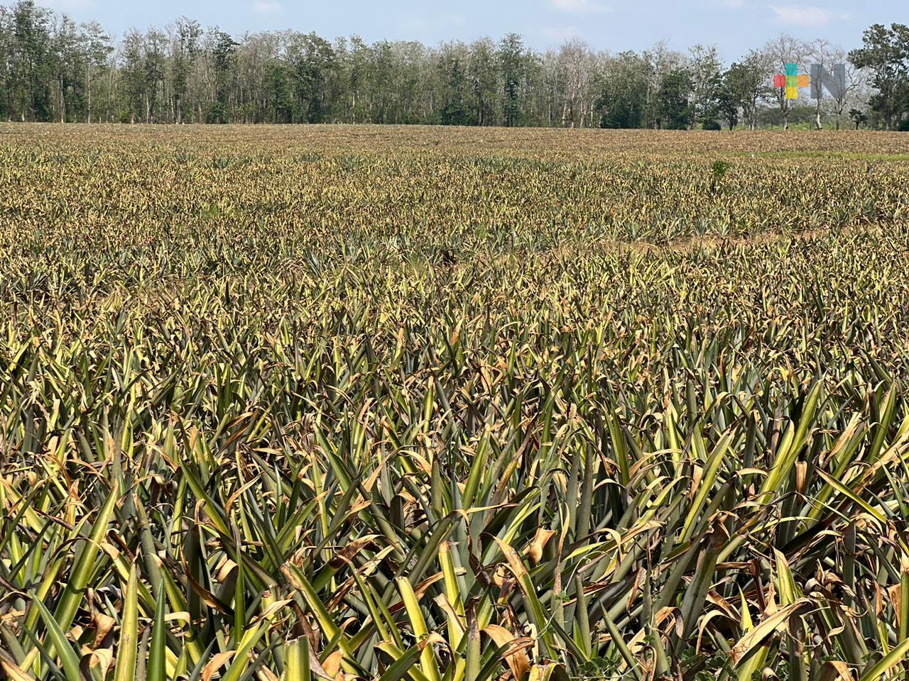 Productores de piña adelantarán siembra para evitar efectos de sequía