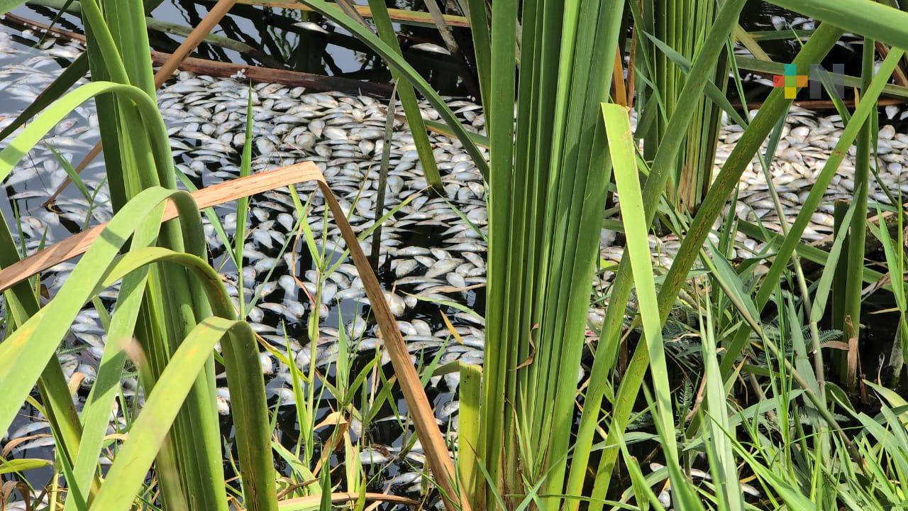 Mortandad en lago artificial de Medellín  sería por falta de oxígeno