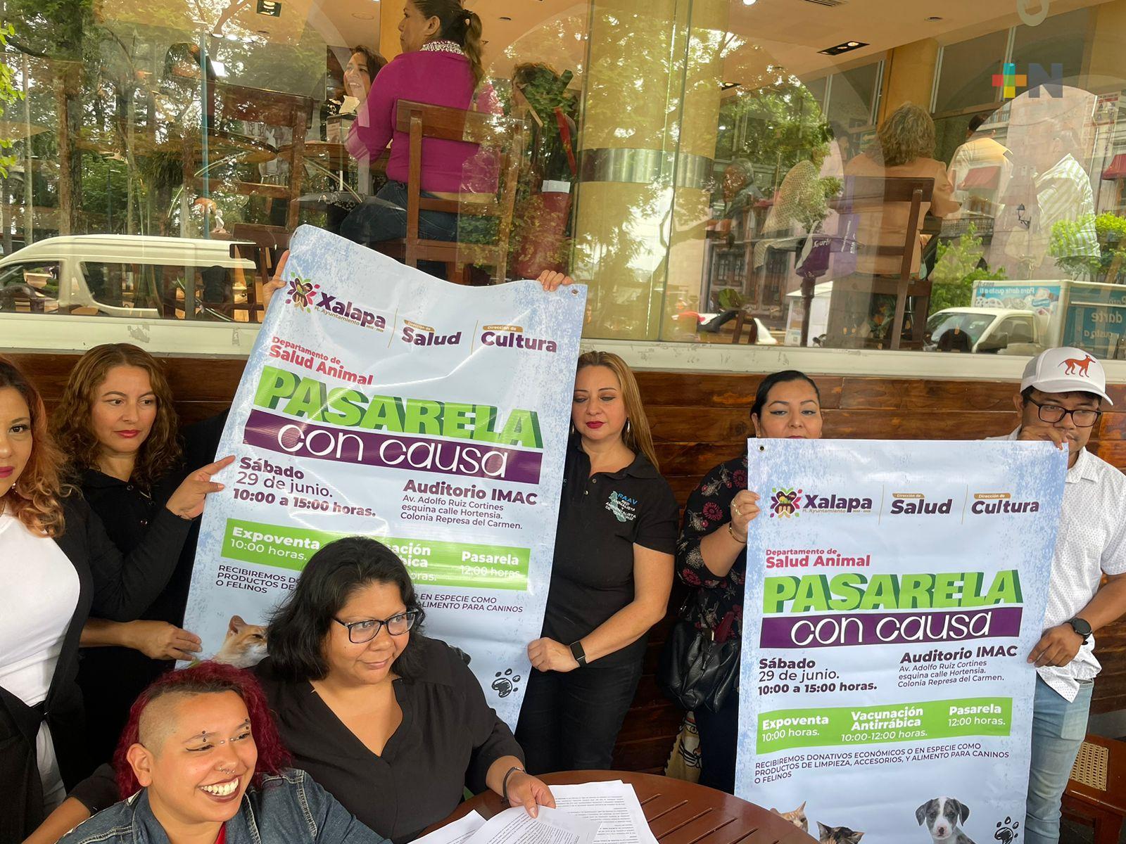 Realizarán pasarela con causa de perros y gatos el sábado 29 de junio