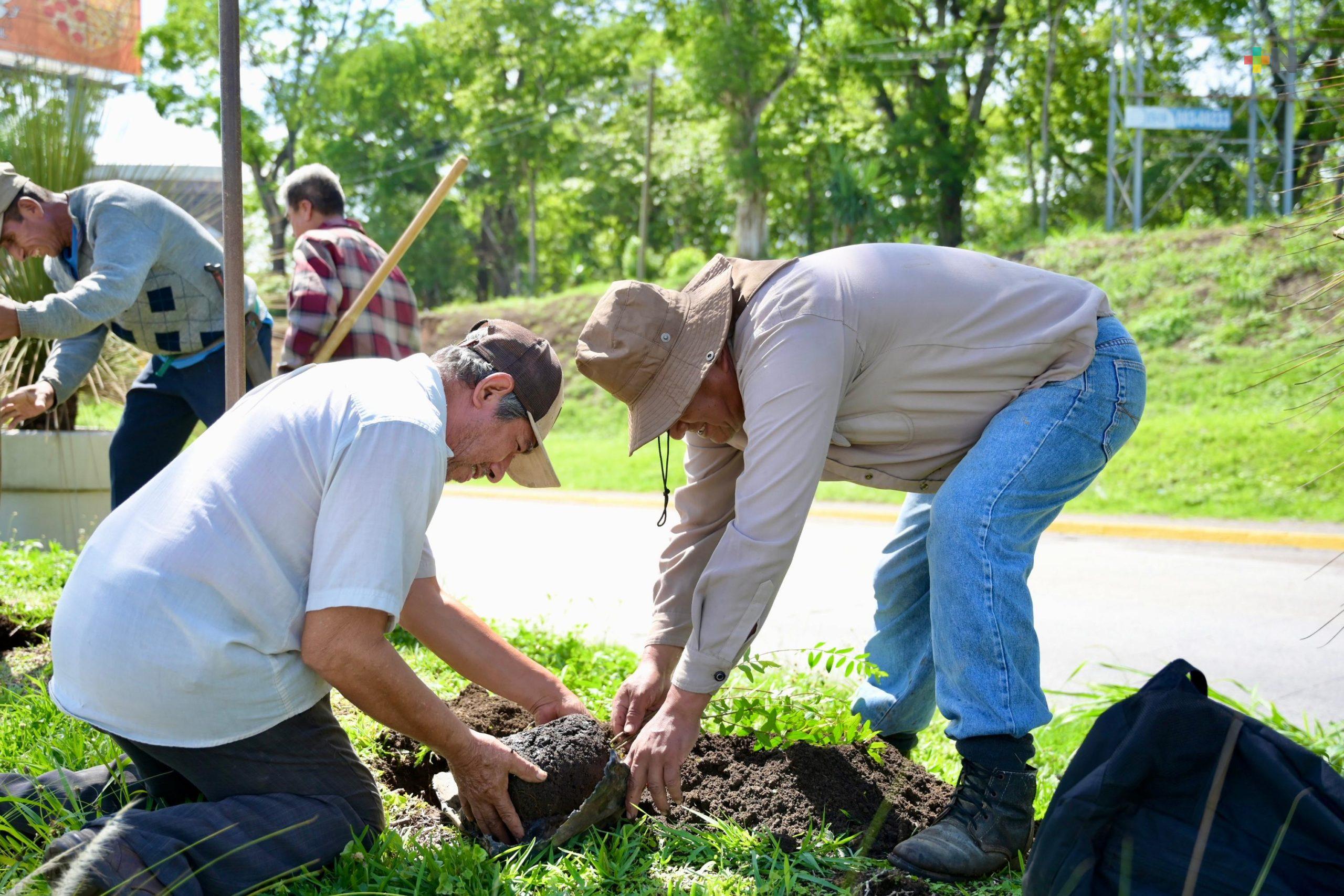 Campesinos del programa “Sembrando Vida” reforestan el bulevar “Tratados de Córdoba”