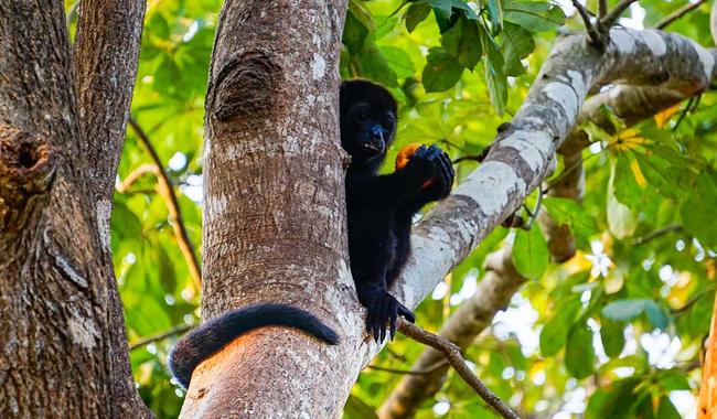 Actualiza Semarnat información sobre afectación de primates