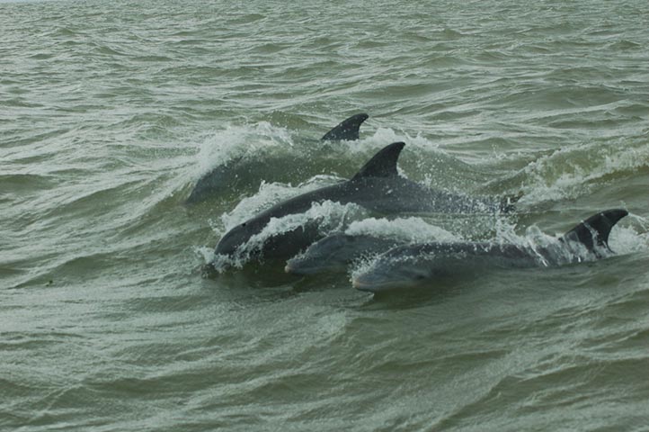 Cambio climático debilita sistema inmunológico de la fauna marina