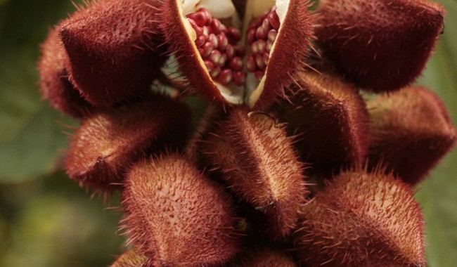 Explora Chapingo propiedades de semillas de achiote para nuevos fármacos