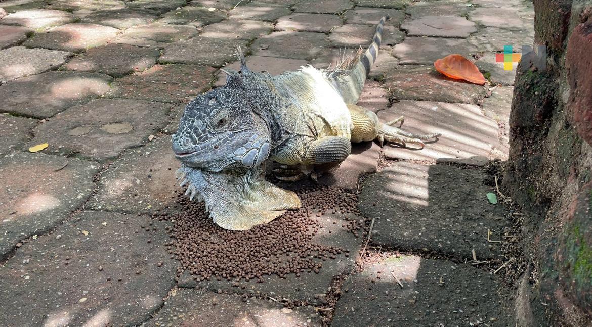 Rufino, una iguana  que habita en el centro ambiental Quetzalli de Coatzacoalcos