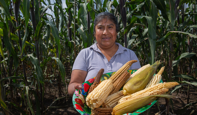 Emprende Agricultura acciones para la preservación y producción de las 64 razas de maíces nativos de México