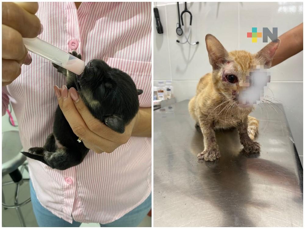 Rescatistas llaman a generar conciencia sobre el cuidado de macotas; dos casos de crueldad en una semana