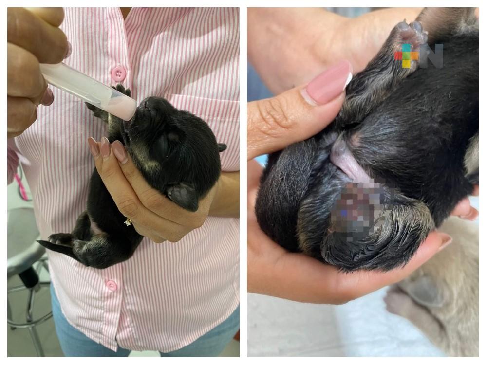 Murió uno de los cachorros mutilados en Veracruz puerto; crece crueldad contra animales