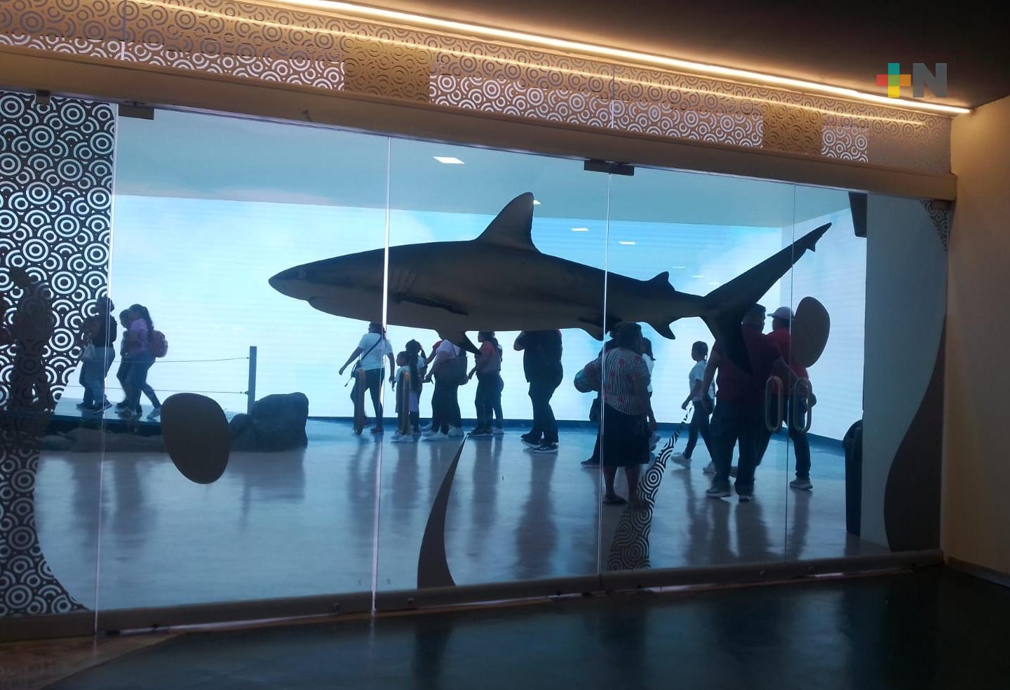 Continúa con éxito martes gratis del Aquarium del Puerto de Veracruz