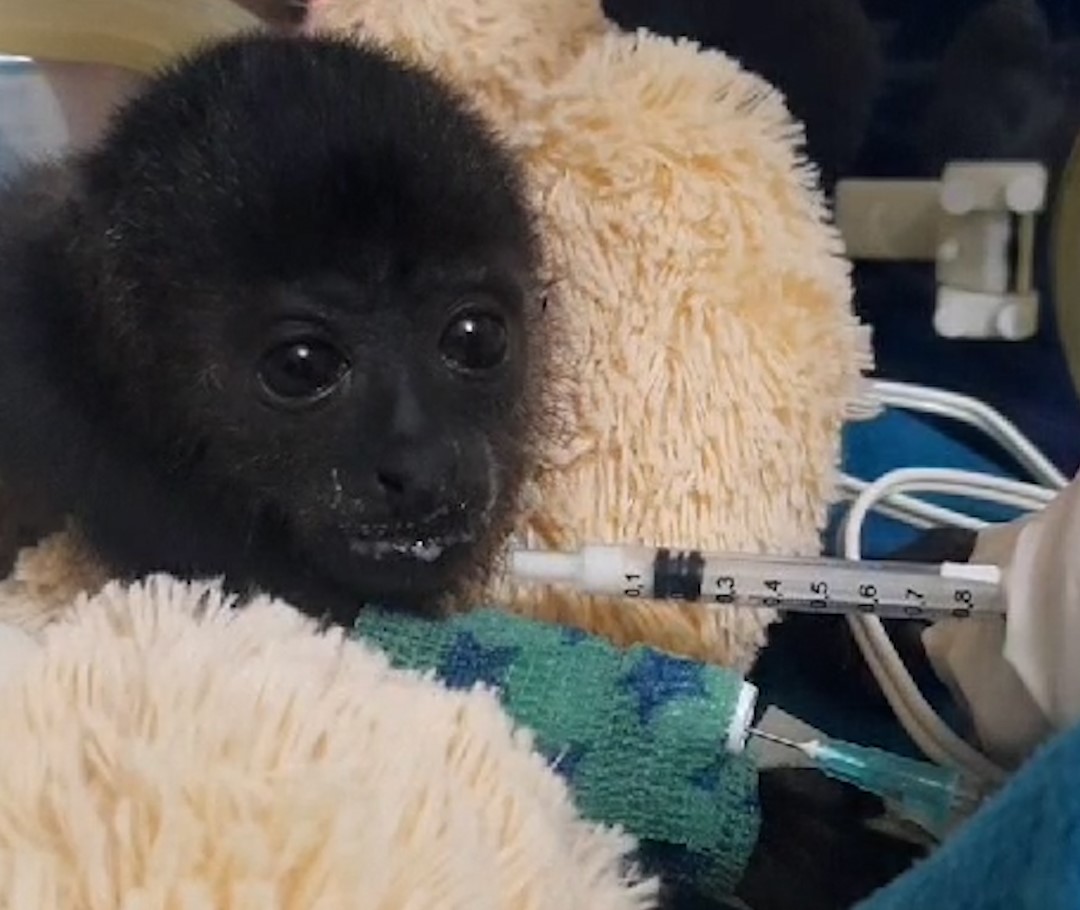 Una de las crías de mono saraguato no logró recuperarse: Semarnat