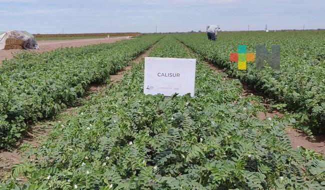 Ofrece Agricultura a productores nueva variedad de garbanzo, más tolerante a enfermedades