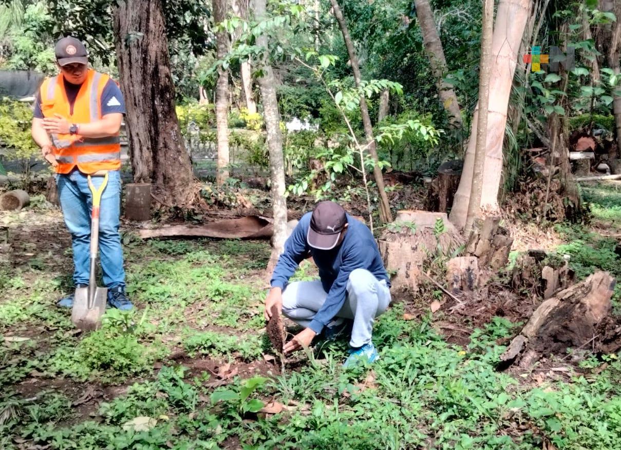 Continúa jornada de reforestación en distintos puntos de Xalapa