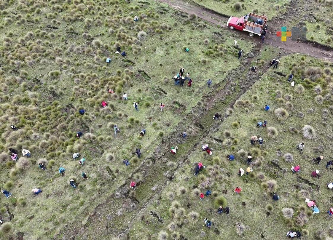 Se reforestaron 879 hectáreas en el estado de Veracruz: Sedema