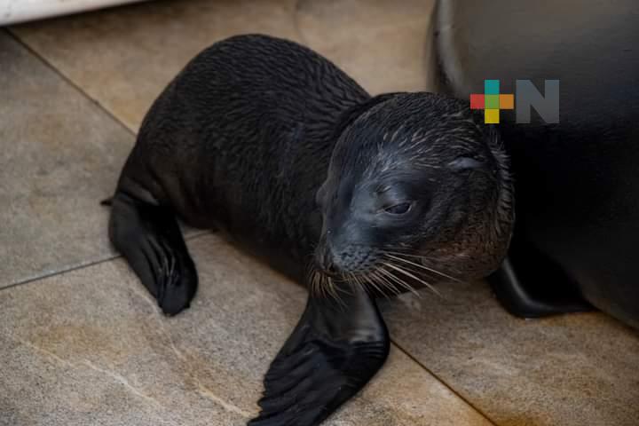 Cría de lobo marino en constante monitoreo en Aquarium del Puerto de Veracruz