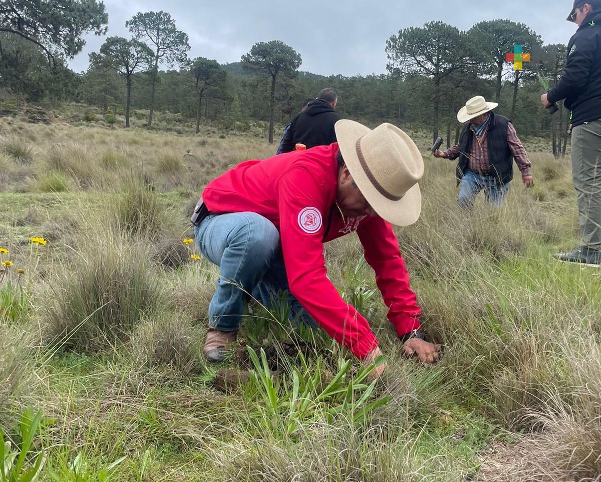 Gobernador Cuitláhuac García asiste a jornada masiva de siembra de árboles
