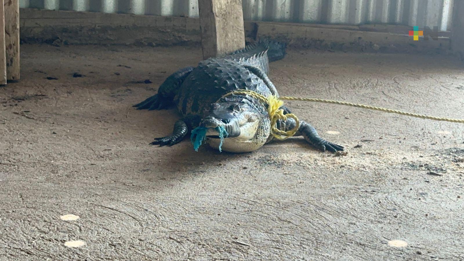 Capturan en Coatzacoalcos a cocodrilo de 1.26 metros