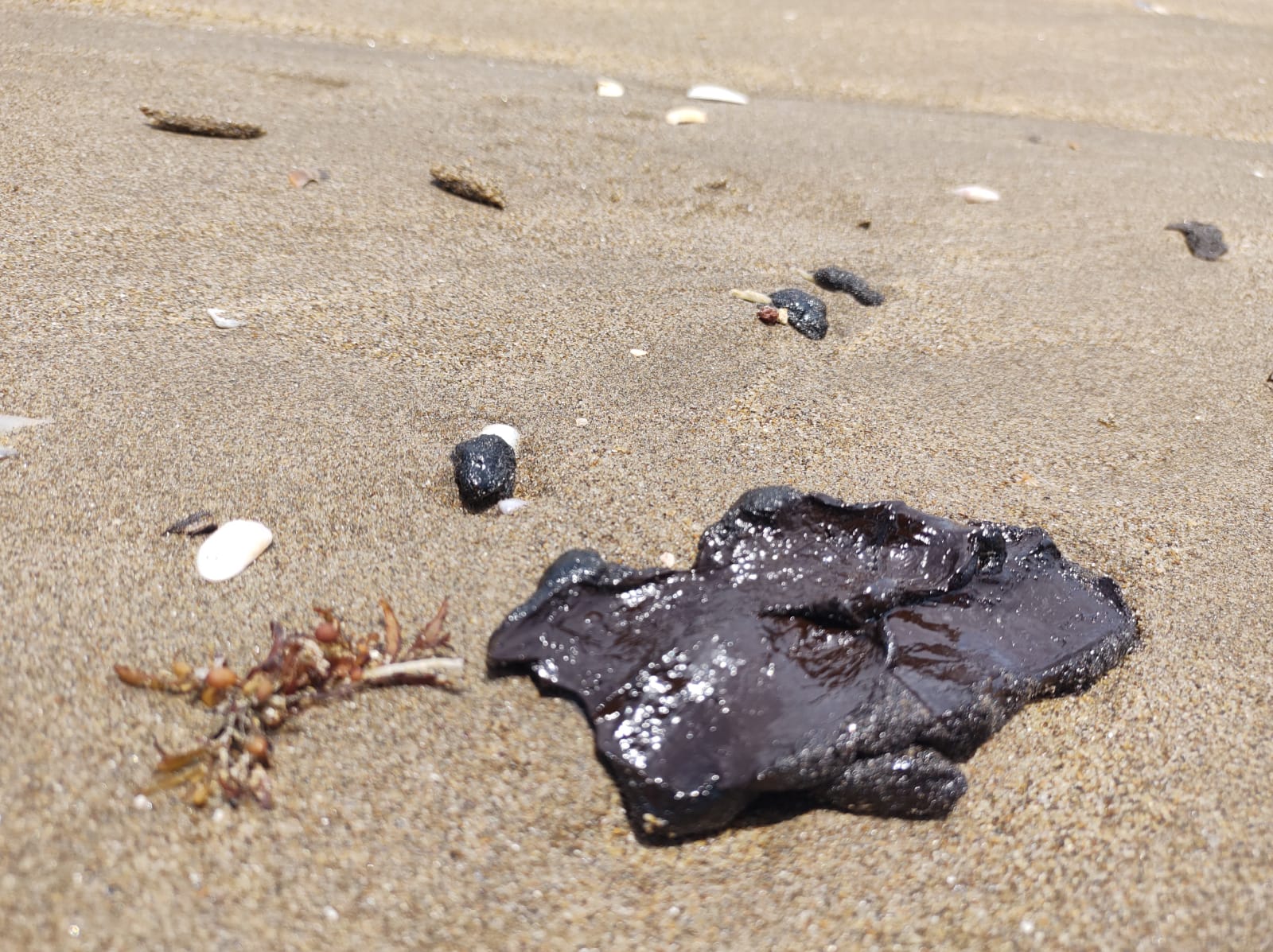 Tortuga marina, amenazada por derrame de hidrocarburo en litoral de Coatza: Caretta