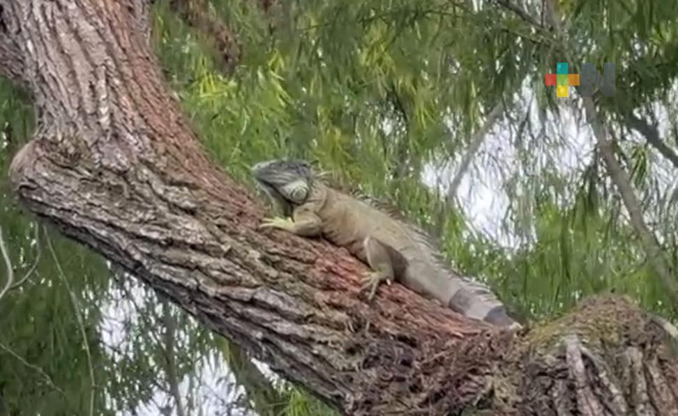 Iguanas verdes un atractivo del río Bobos