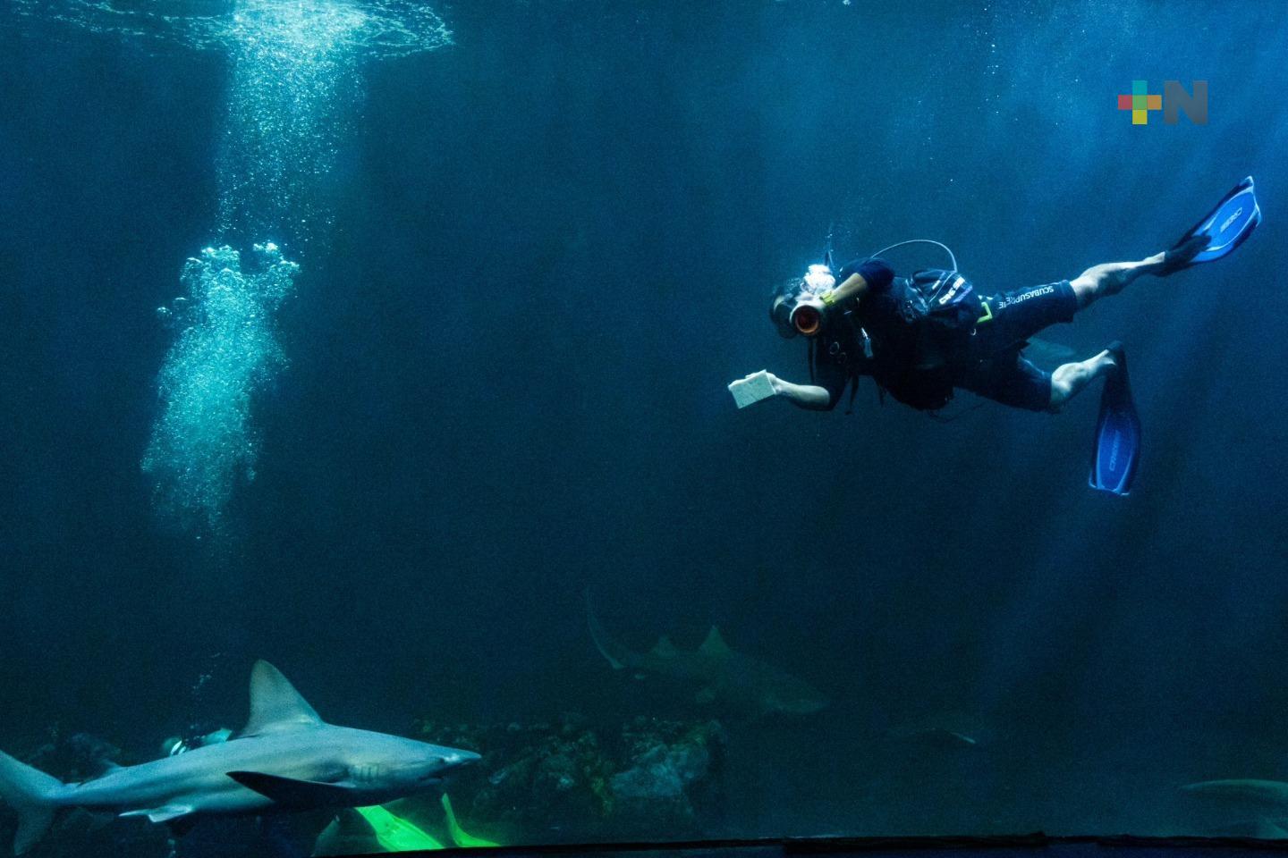 Brindan mantenimiento al «Tiburonario» en el Aquarium del Veracruz