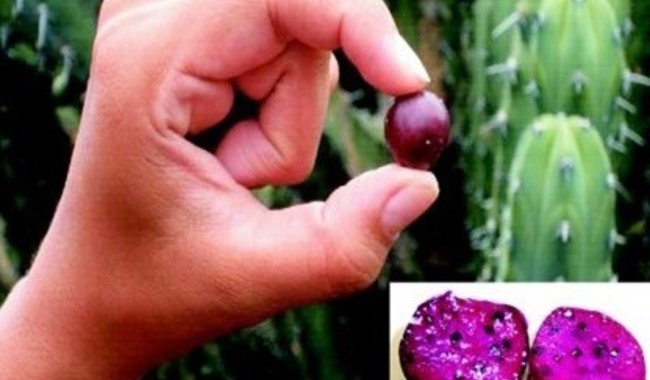 Promueve Agricultura producción e industrialización del garambullo