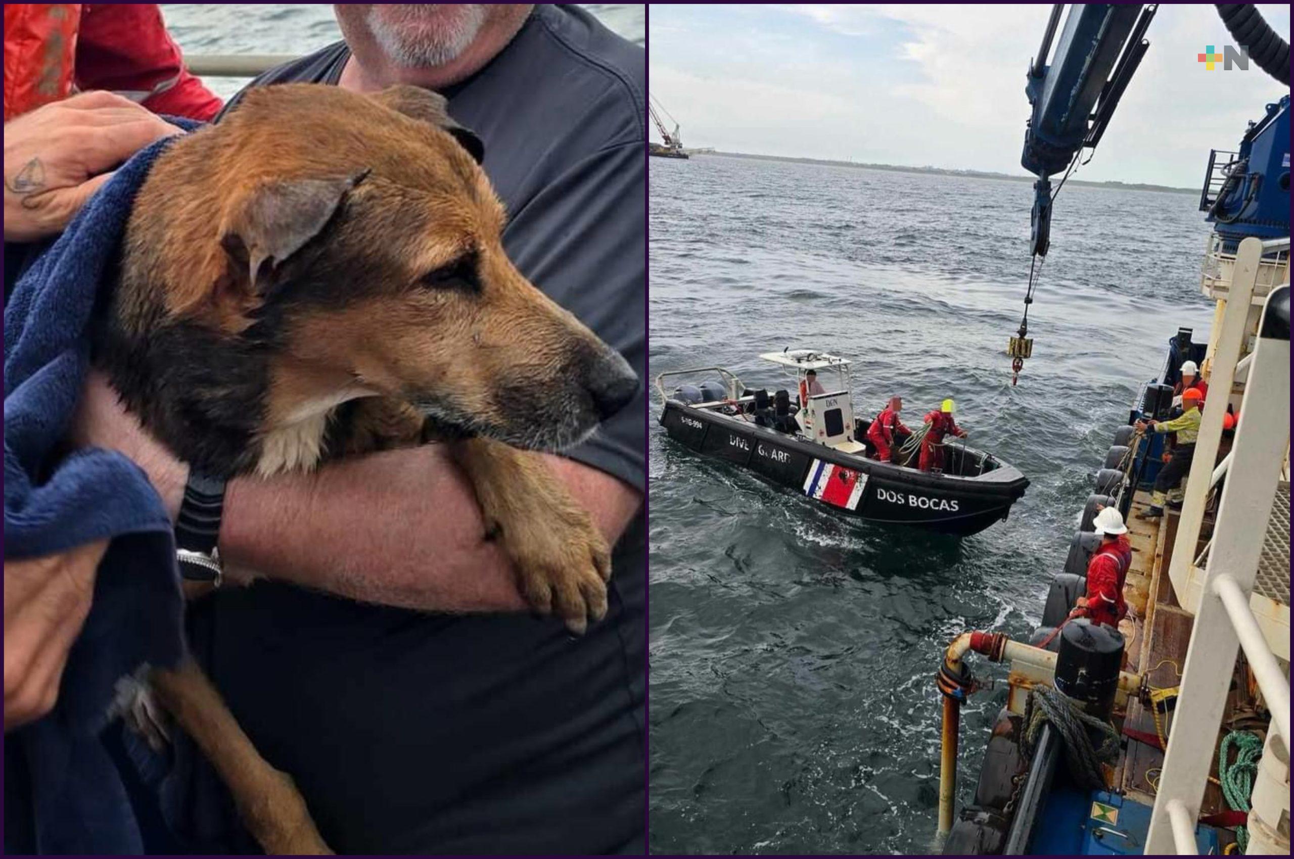 Rescatan a perro en mar de Coatzacoalcos