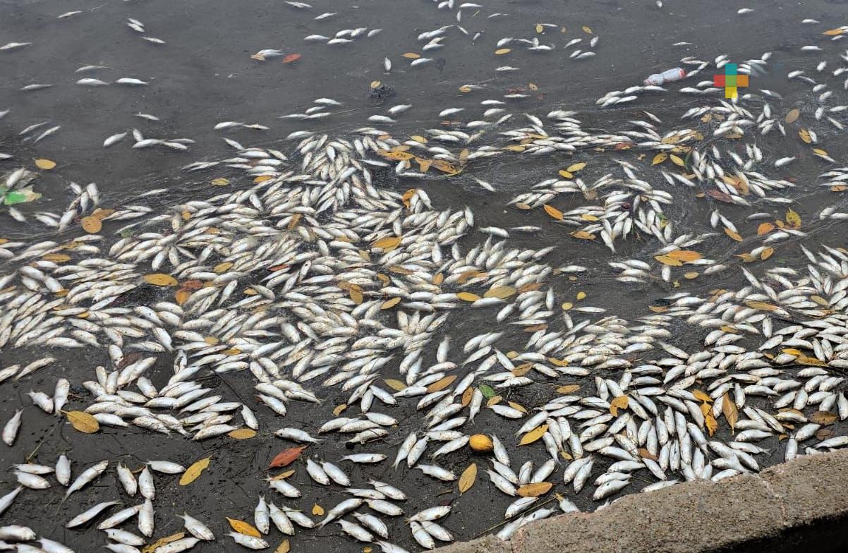 Aparecen cientos de sardinas muertas en congregación de Coatzacoalcos