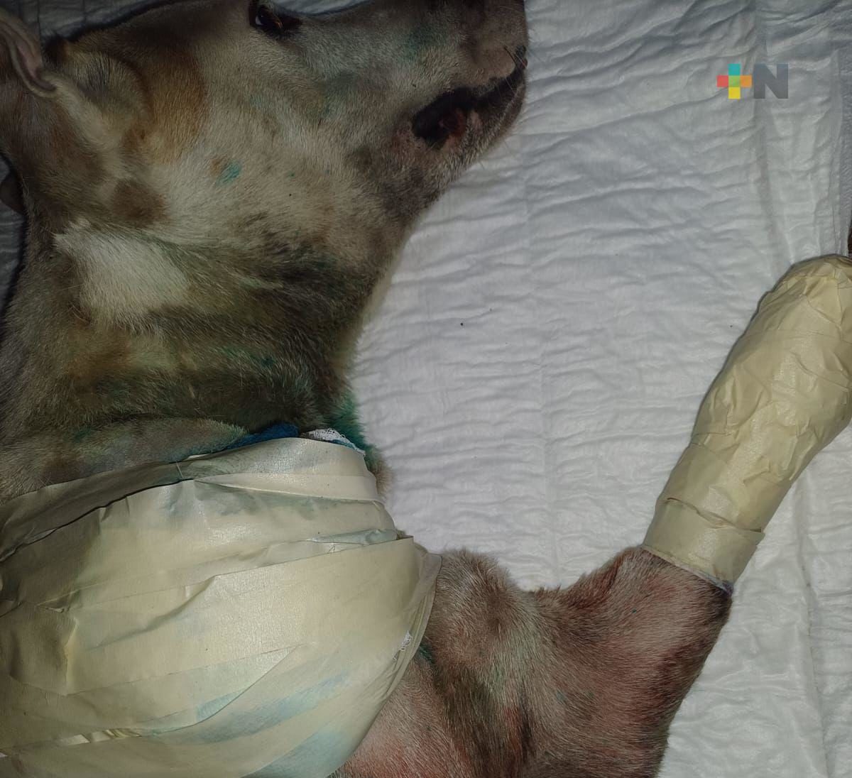 Proponen crear catálogo de personas sancionadas por violentar y/o agredir a los animales