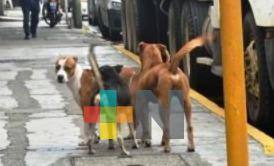 Fundación «Ayudando Patitas» invita a evento canino, buscará recaudación de alimento