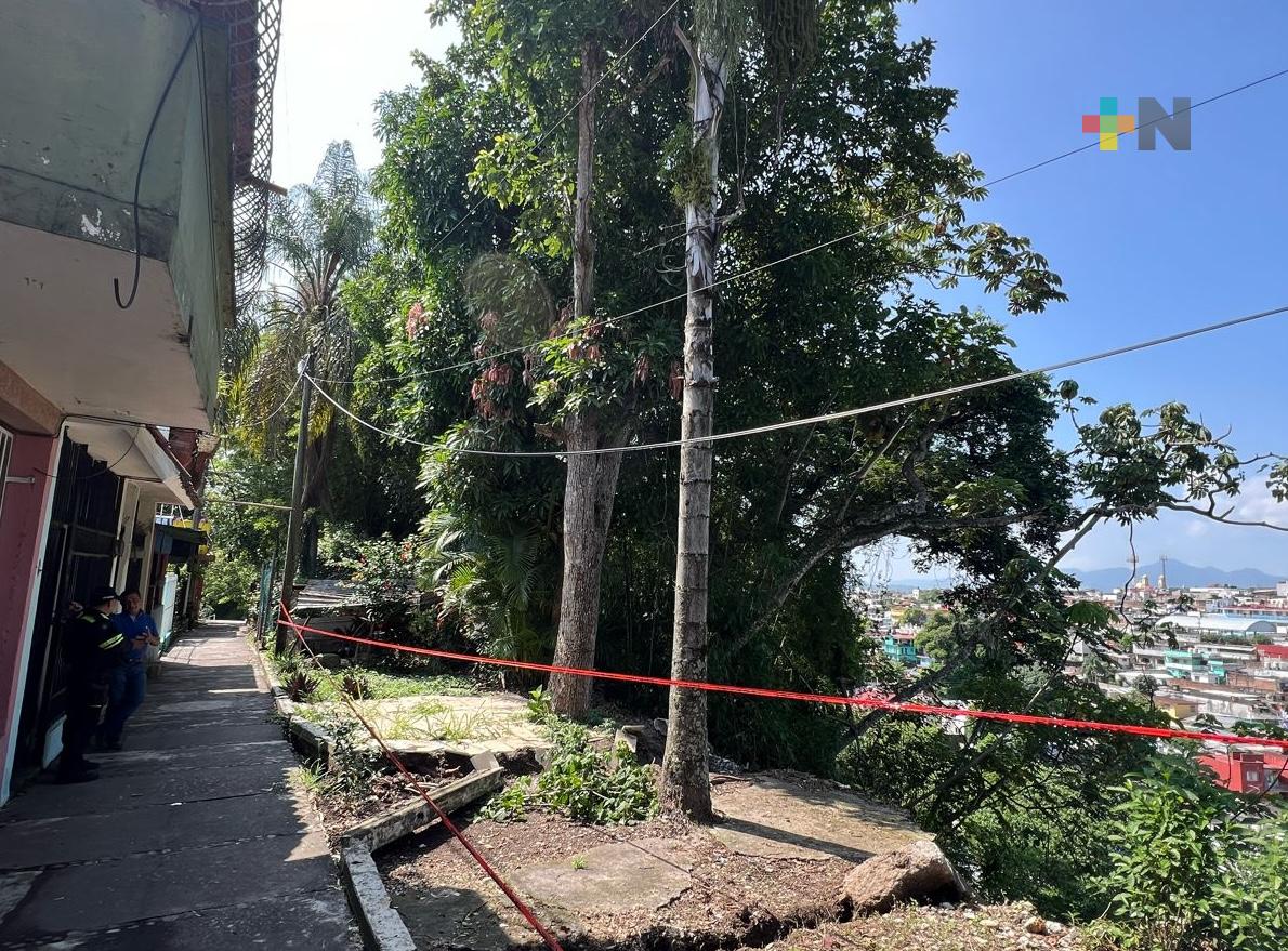 Podarán Ecología y Protección Civil árboles que representan riesgo para la población