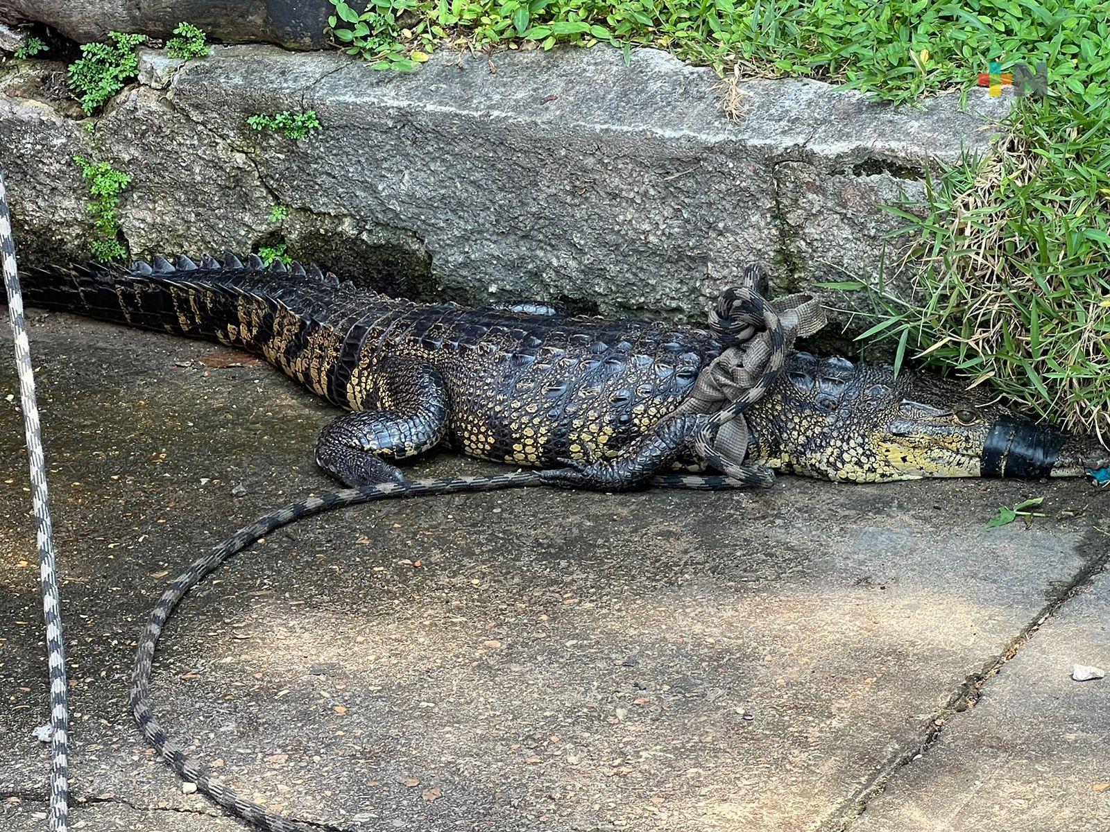 En un día se han capturado dos cocodrilos en Coatzacoalcos