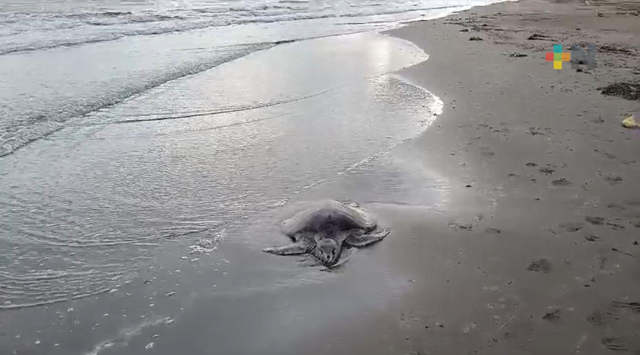 Encuentran tortuga muerta en playa de Coatzacoalcos