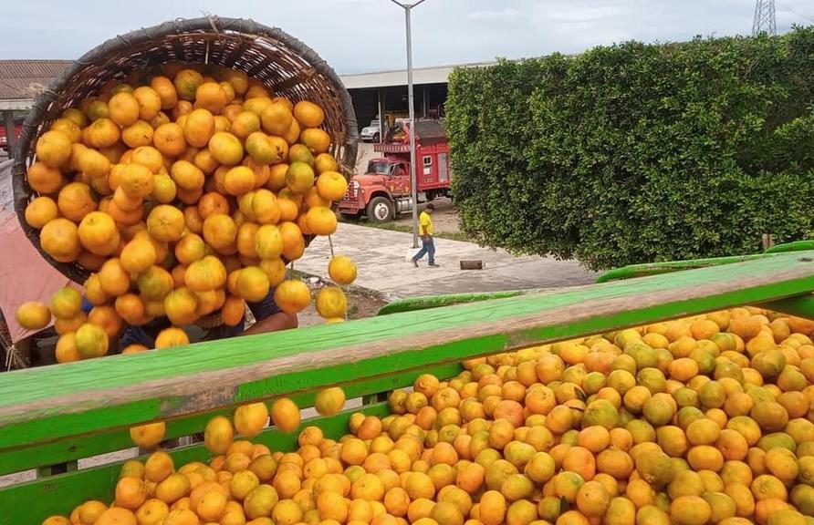 Naranja de Martínez de la Torre alcanzó un precio histórico