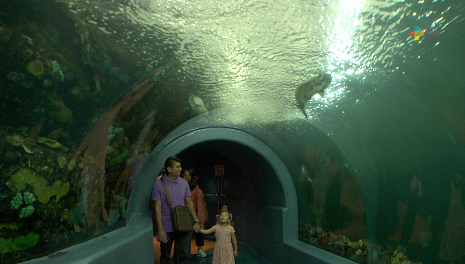 Turistas disfrutan de nuevas áreas del Aquarium del Puerto de Veracruz
