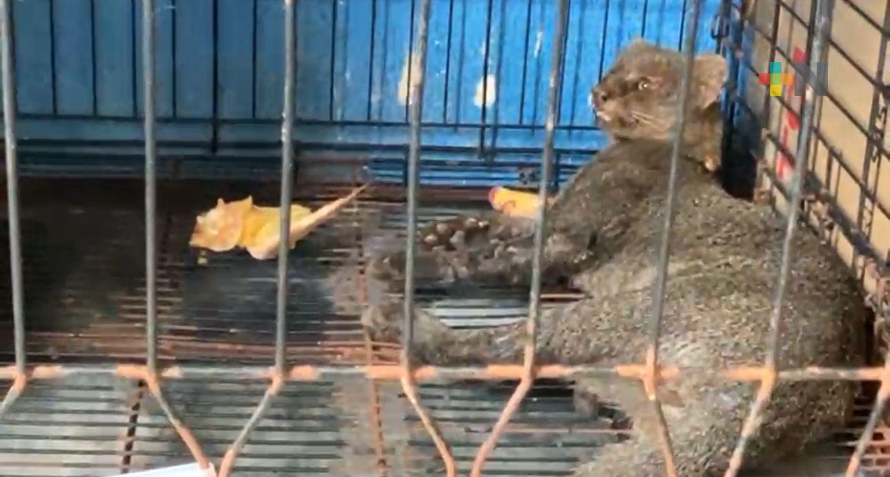 Atropellan a jaguarundi en carretera antigua a Minatitlán