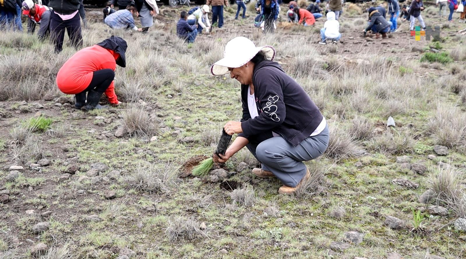 Trabajan de forma permanente en programa de reforestación en Banderilla