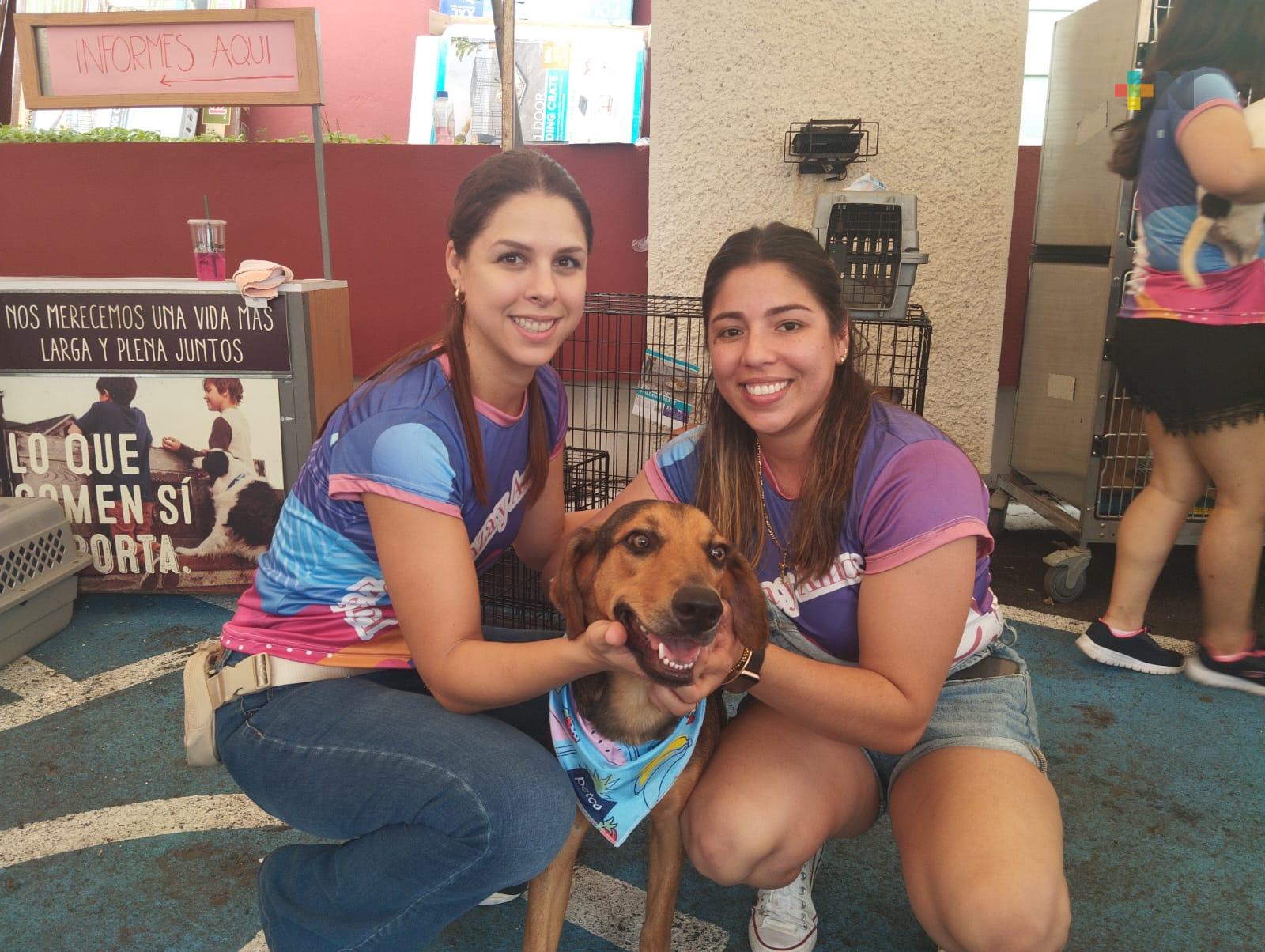 En un año, 150 perros han encontrado una familia: Huellas de Esperanza y Amor